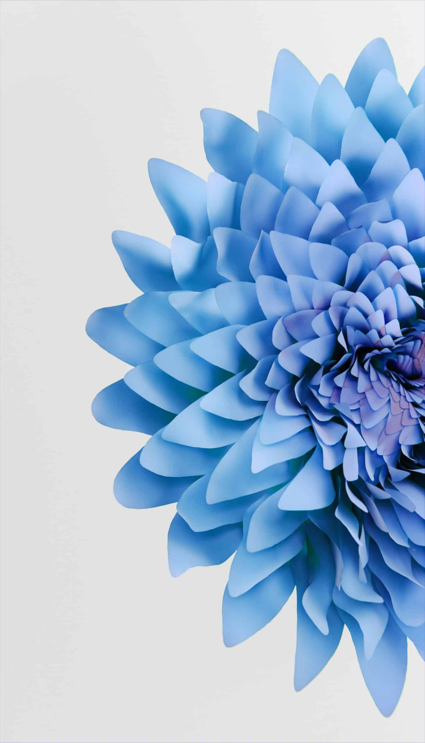 Blaue Blüte in Nahaufnahme