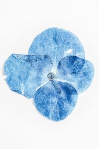 Blaue Blüte